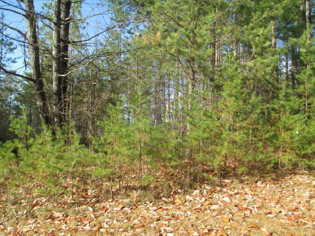 218 Jocassee Ridge Way Salem, SC 29676 - Photo 2 of 8 Gallery Image 2