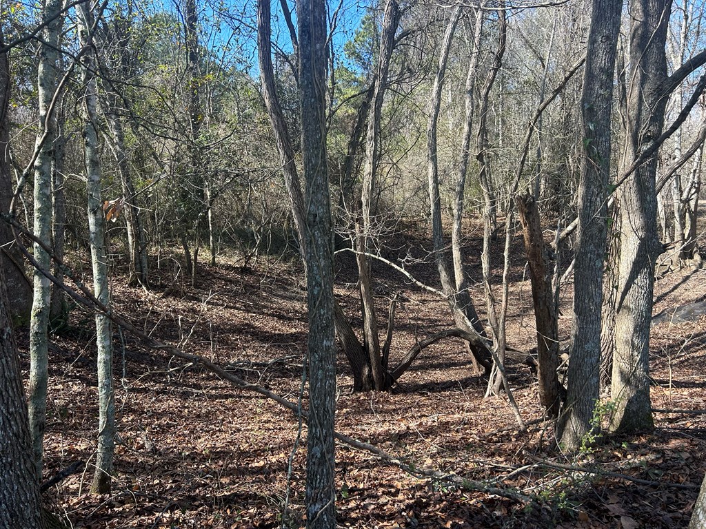 31.5-ac 31.5-ac Rammer Loop Road Dothan, AL 36301 - Photo 37 of 49