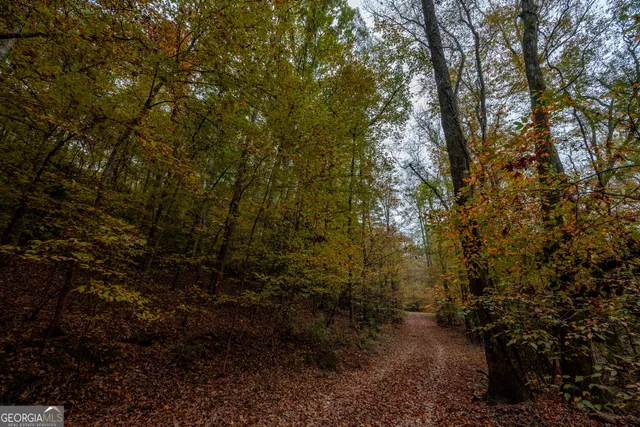 a view of a large yard with lots of trees