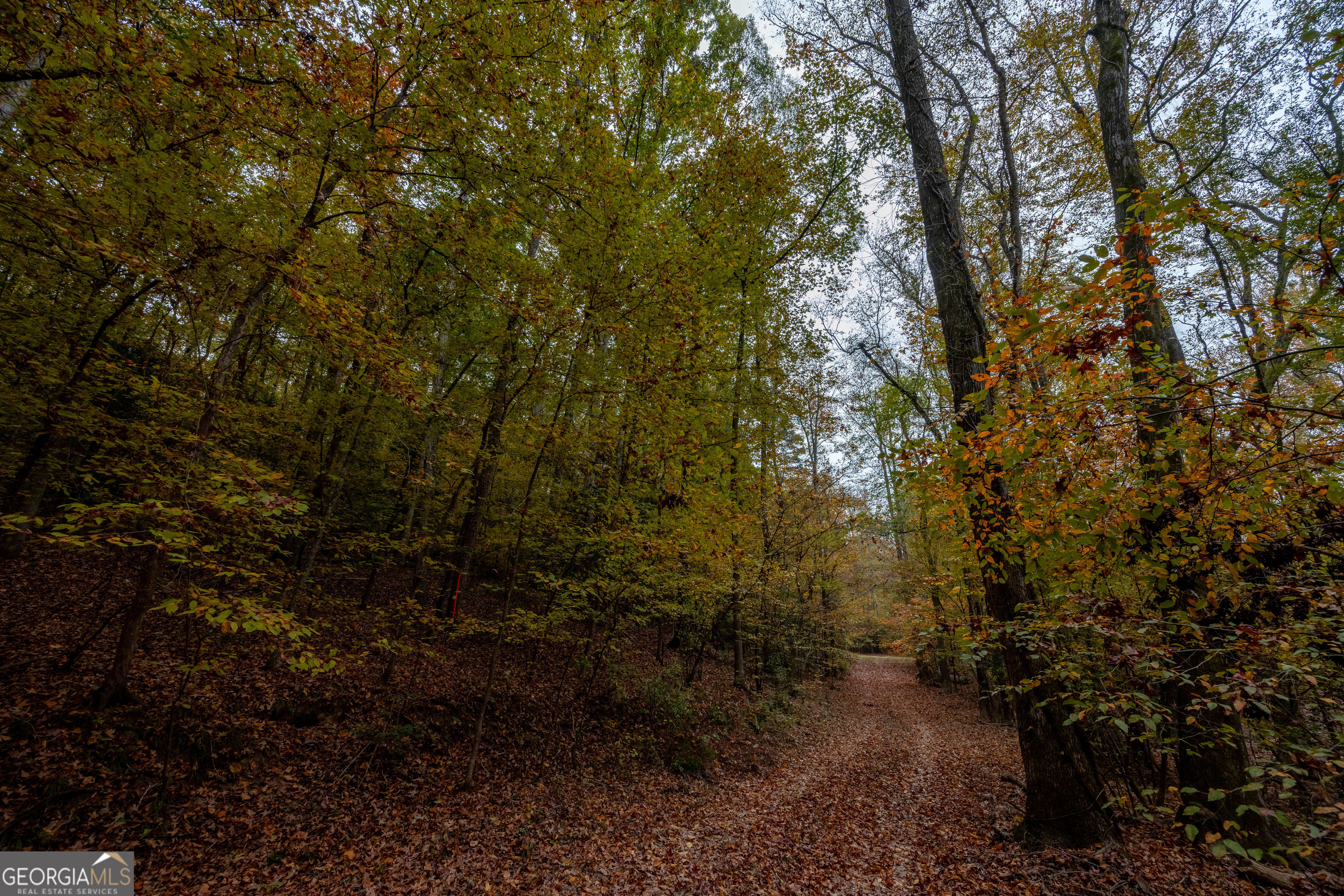 a view of a large yard with lots of trees