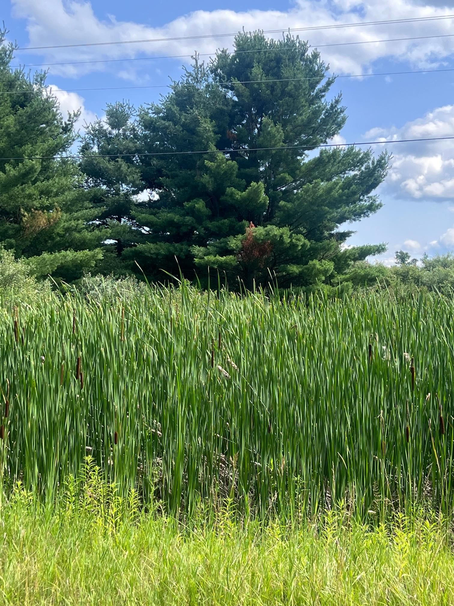 Tbd West Pickard Road Remus, MI 49340 - Photo 11 of 15