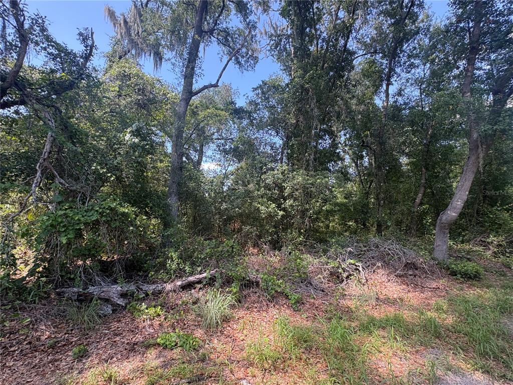 Sydney Washer Road Dover, FL 33527 - Photo 3 of 16