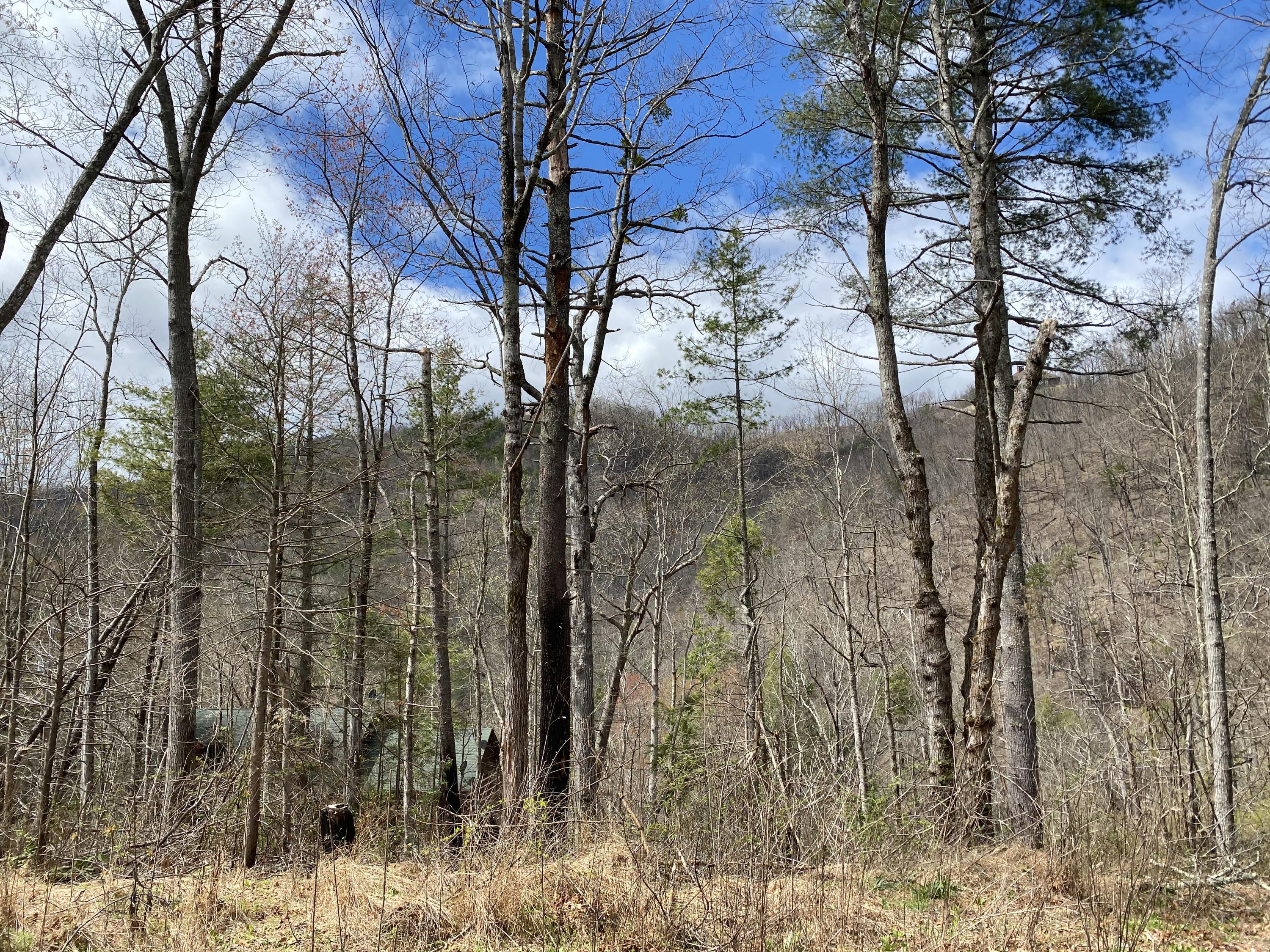 324 Jackson Road Gatlinburg, TN 37738 - Photo 5 of 17 F15C0449-CEDB-45F3-BBF6-439A57399A9E