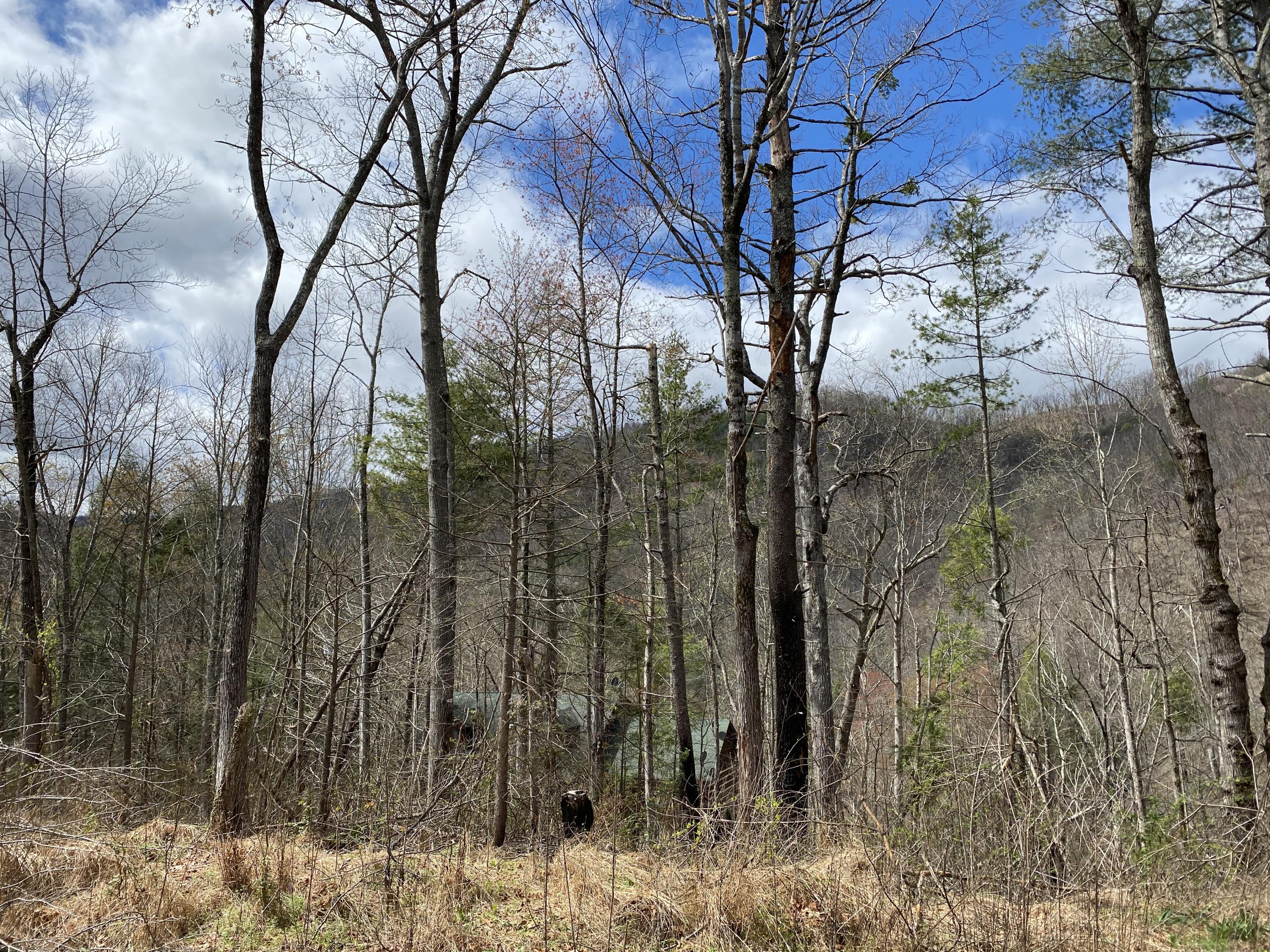 324 Jackson Road Gatlinburg, TN 37738 - Photo 7 of 17 925E15F2-8569-4259-85E2-B11D0C286964