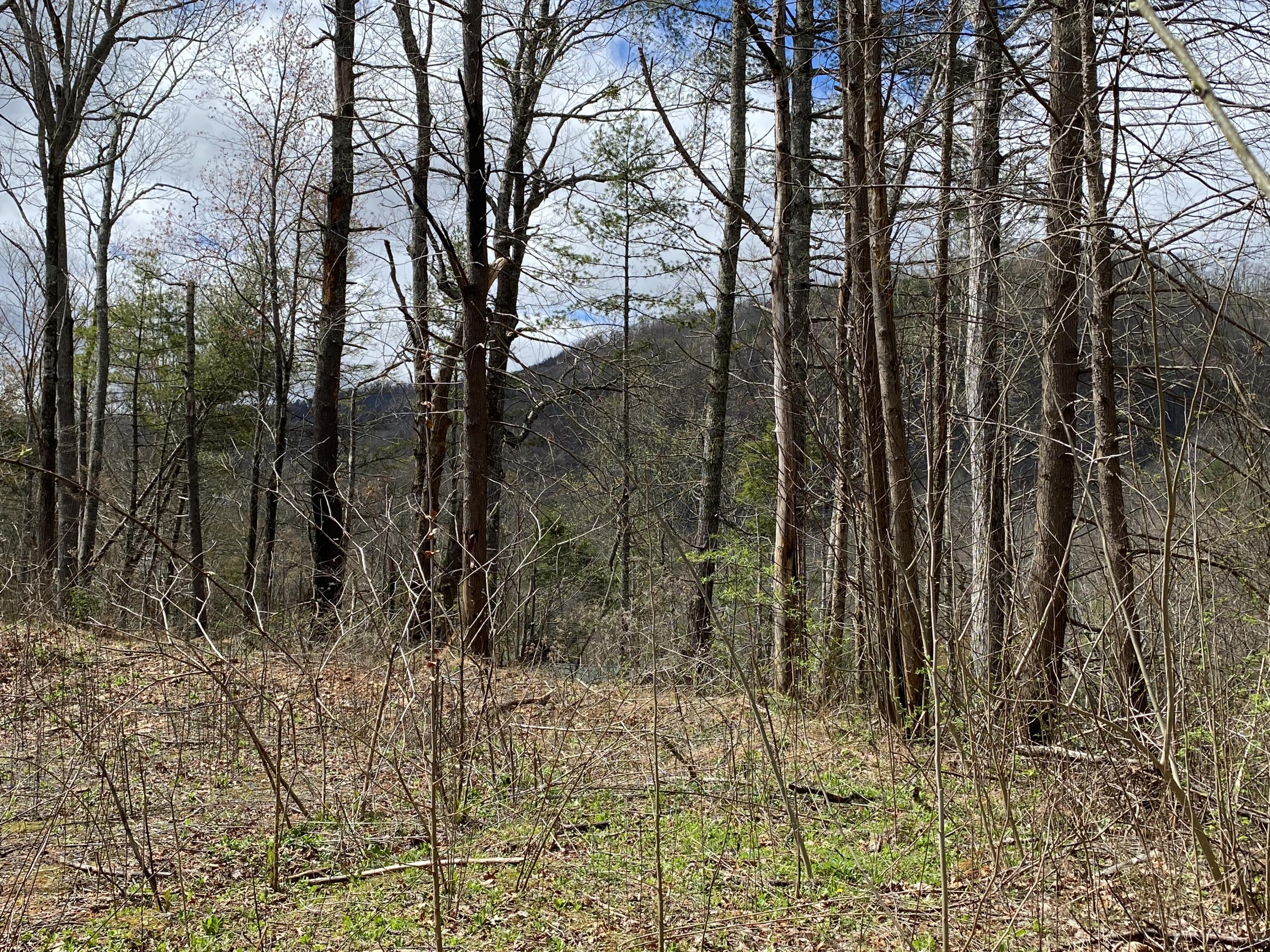 324 Jackson Road Gatlinburg, TN 37738 - Photo 8 of 17 DF778FB1-D706-41A9-825D-204969B94F1A