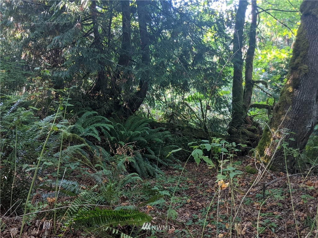 9999 Fors Road, Unit LOT 2 Port Angeles, WA 98363 - Photo 6 of 8 Gallery Image 6