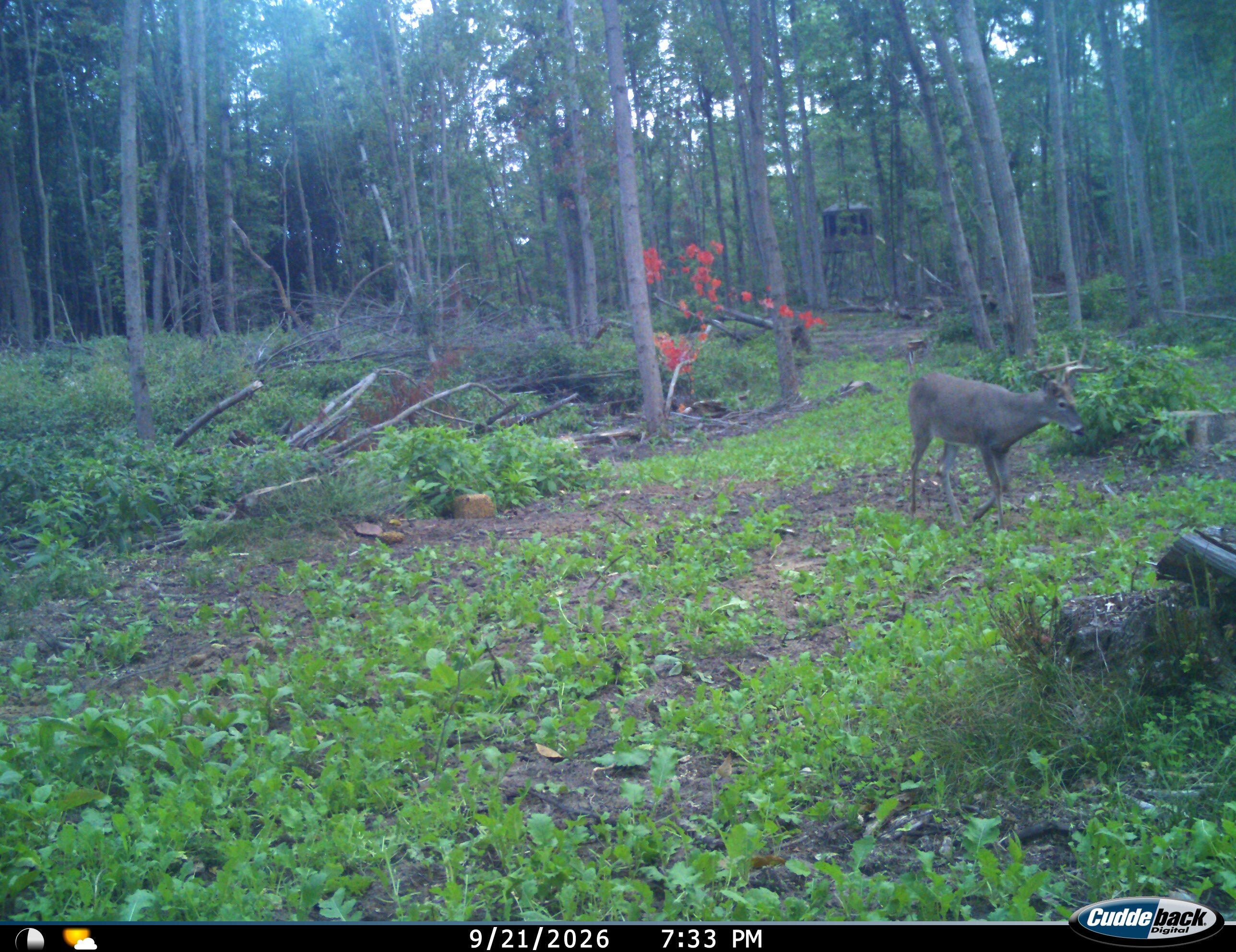 Vl Swenson Road Holton, MI 49425 - Photo 45 of 56 I__00050