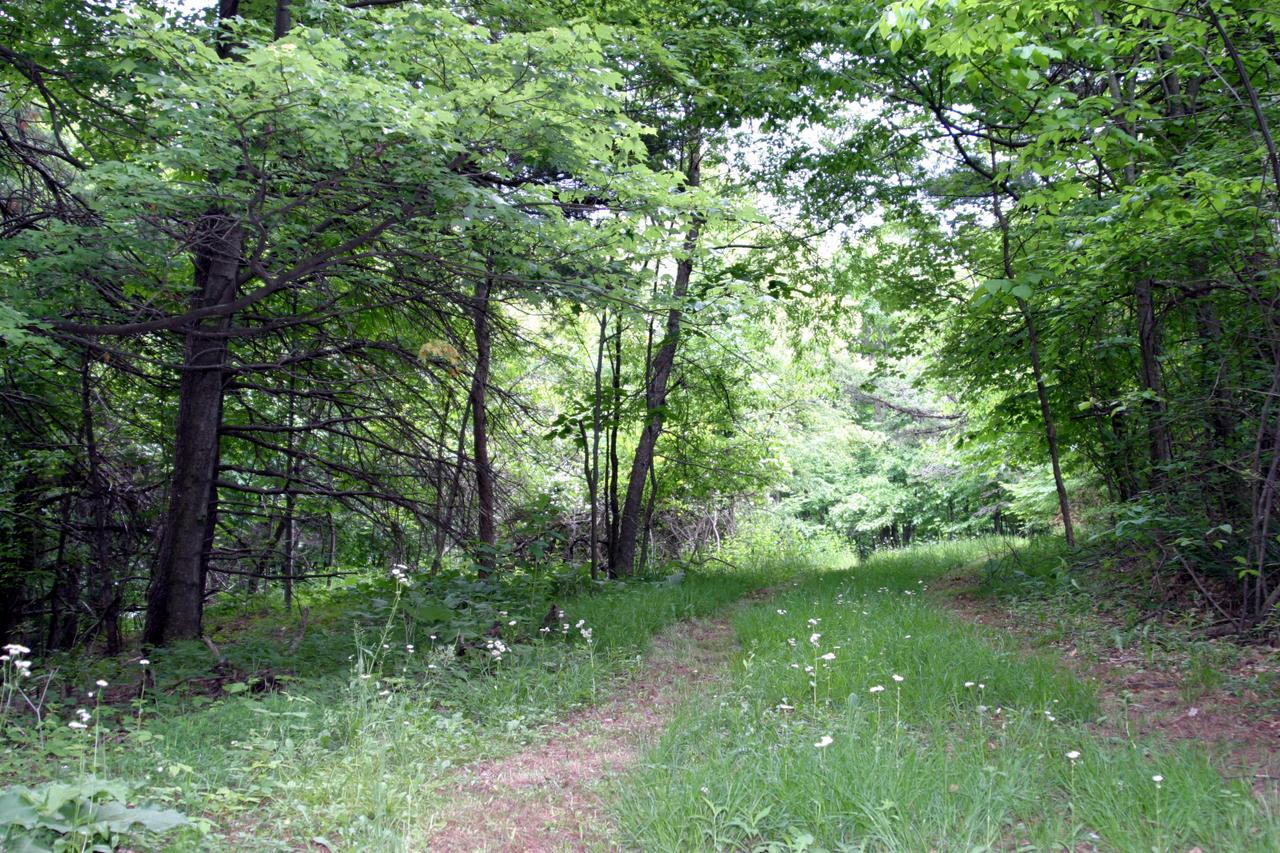 10625 Ivy Ridge Road Bent Mountain, VA 24059 - Photo 11 of 13 Lower Level Front Yard