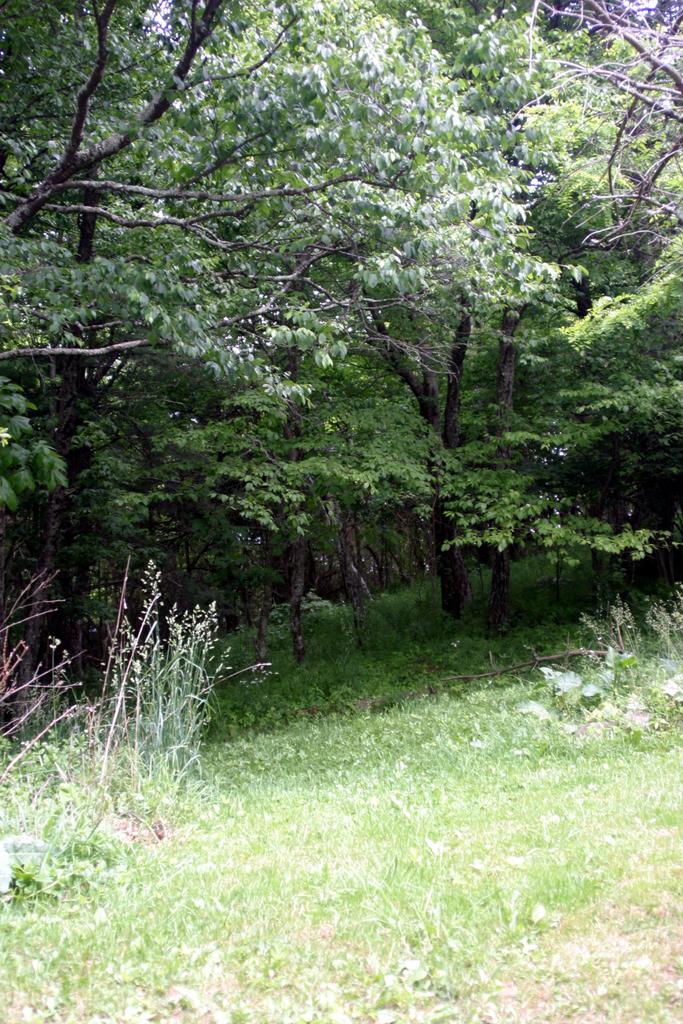 10625 Ivy Ridge Road Bent Mountain, VA 24059 - Photo 13 of 13 Leftside Yard