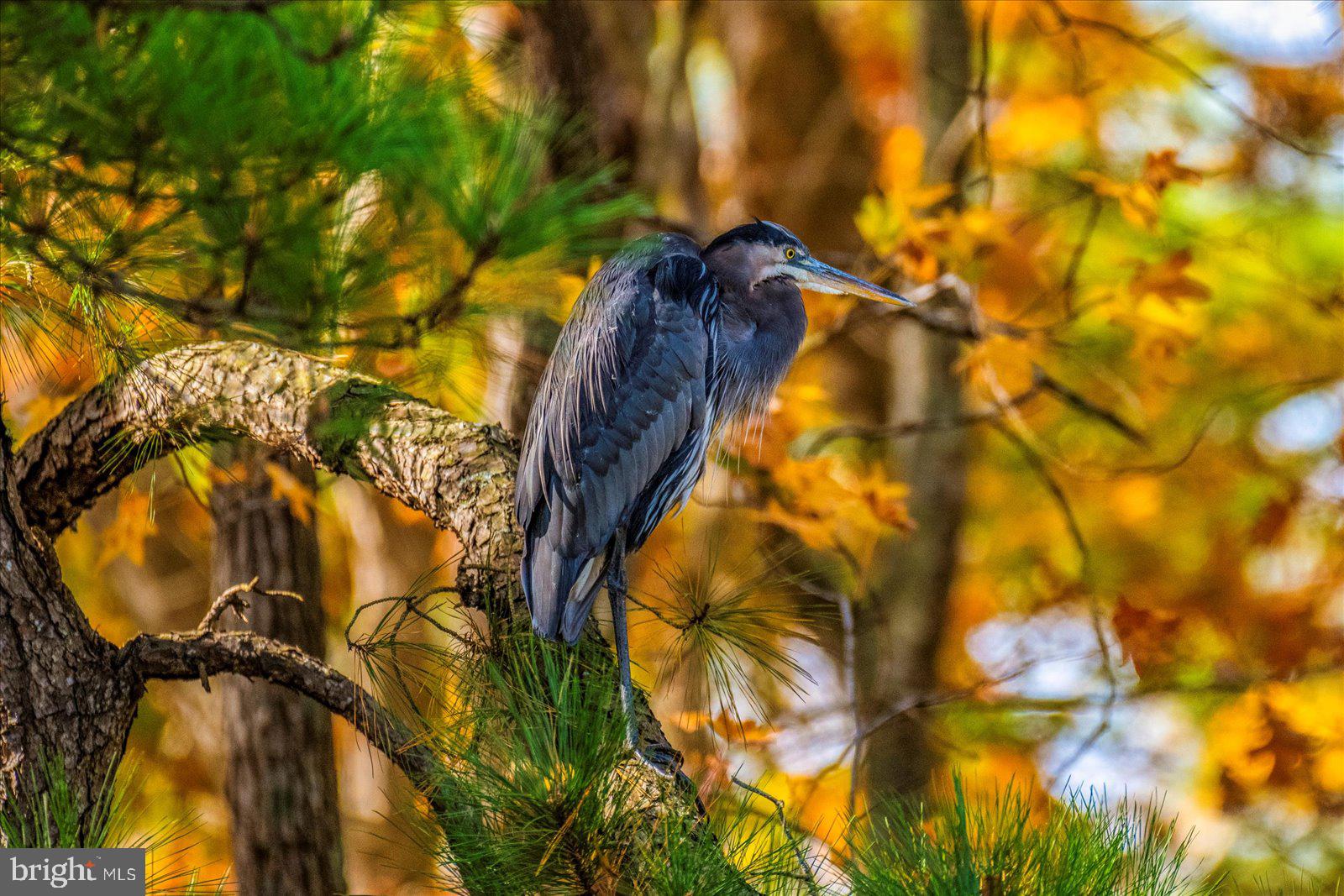 101 Mumford Landing Road Ocean Pines, MD 21811 - Photo 103 of 135 Every Day view