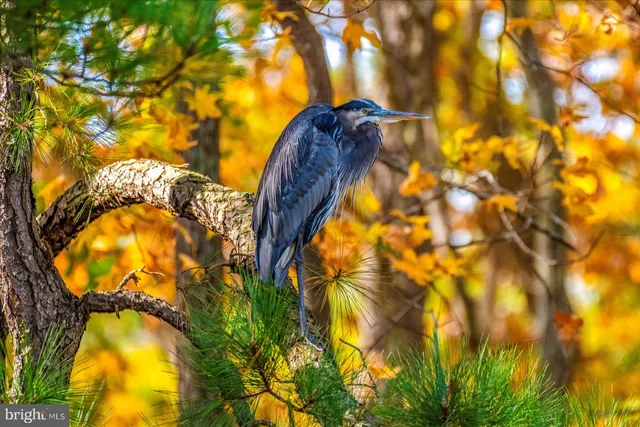 $562,500 | 101 Mumford Landing Road, Ocean Pines, MD 21811