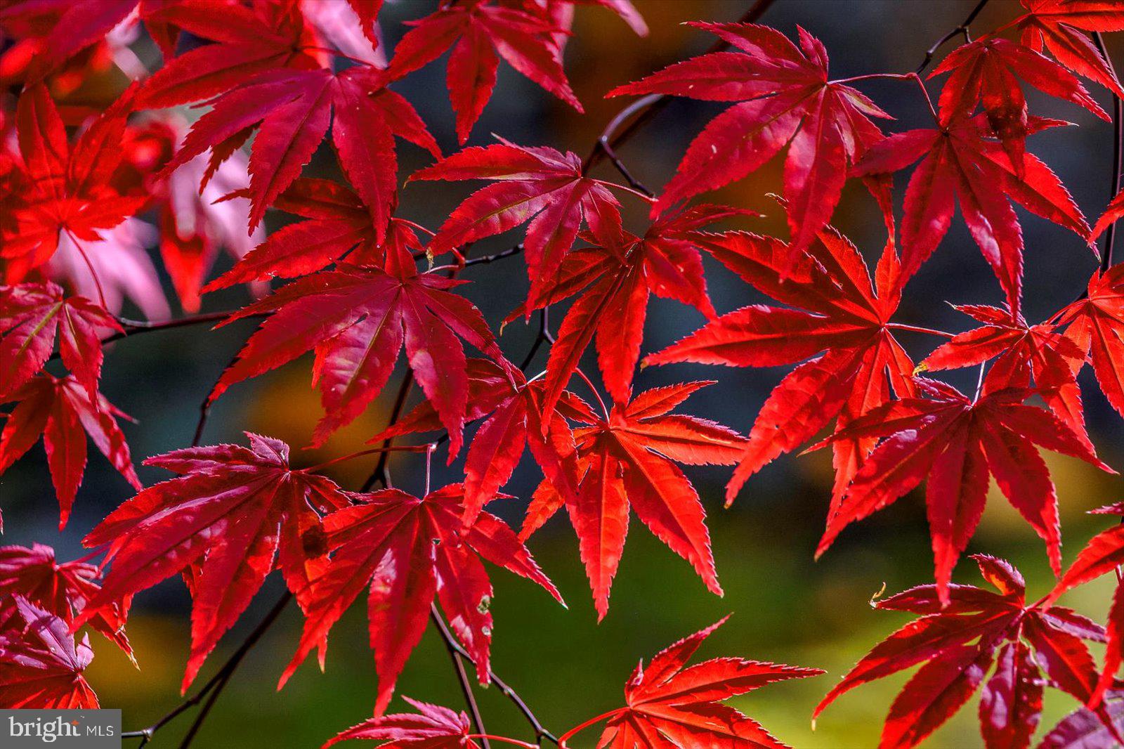 101 Mumford Landing Road Ocean Pines, MD 21811 - Photo 105 of 135