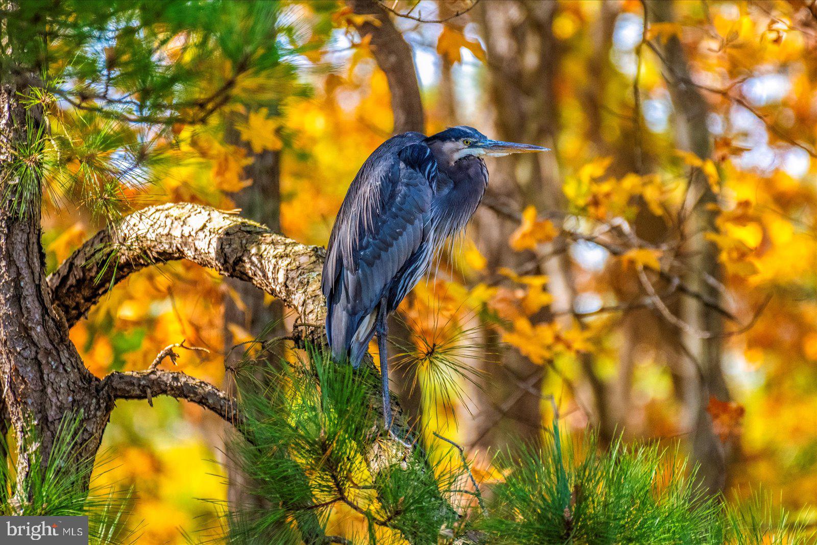 101 Mumford Landing Road Ocean Pines, MD 21811 - Photo 105 of 135 Posing Blue Heron