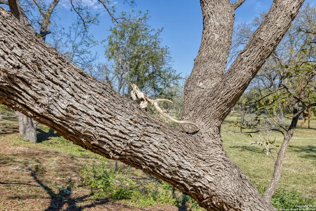 a view of dirt field with large trees