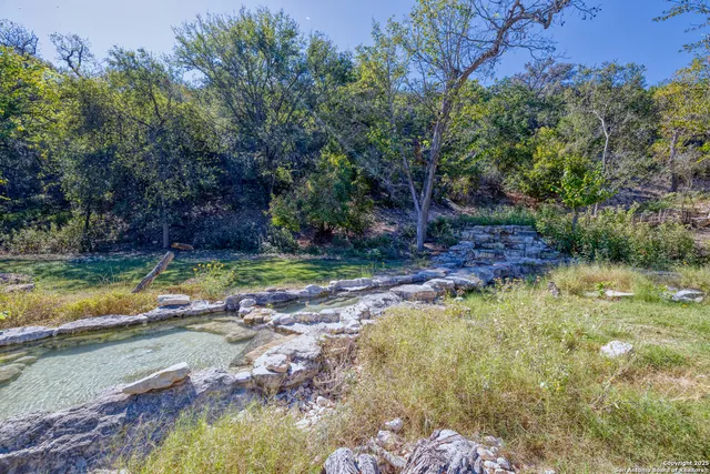 a view of a yard with plants and large trees