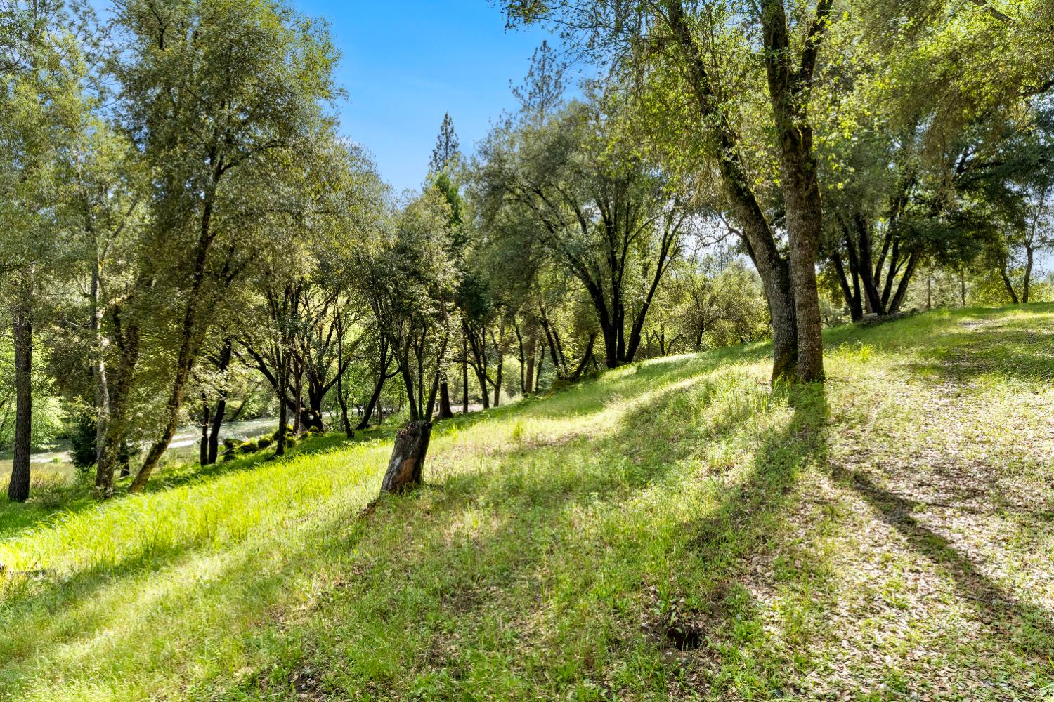 7321 Morning Canyon Road Placerville, CA 95667 - Photo 6 of 39 a view of yard with trees