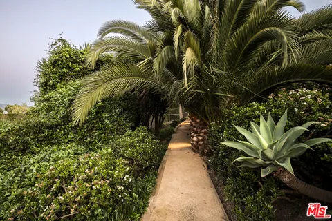 a view of a palm trees
