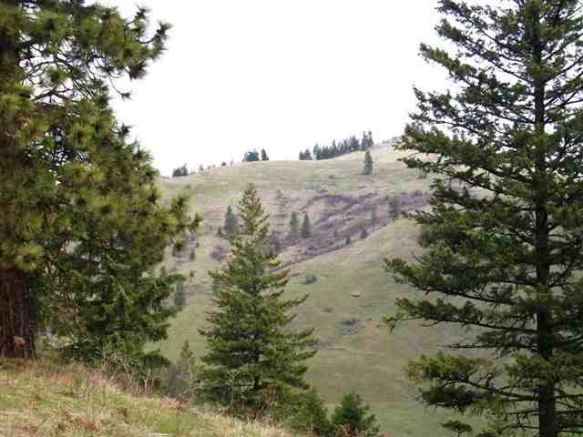 0 Lake Ellen Road Inchelium, WA 99138 - Photo 1 of 8