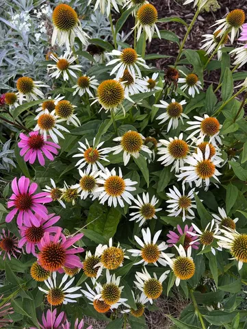 $499,900 | 7108 Reston Heights Drive, Madison, WI 53718