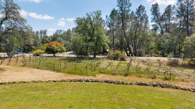 19860 Union School Road Redding, CA 96003 - Photo 26 of 32 vineyard