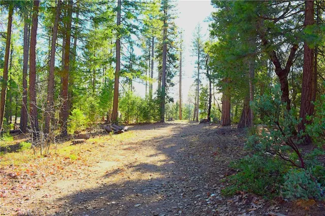 a view of a yard with plants and trees