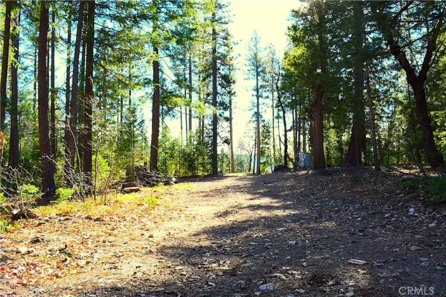 a view of a yard with trees