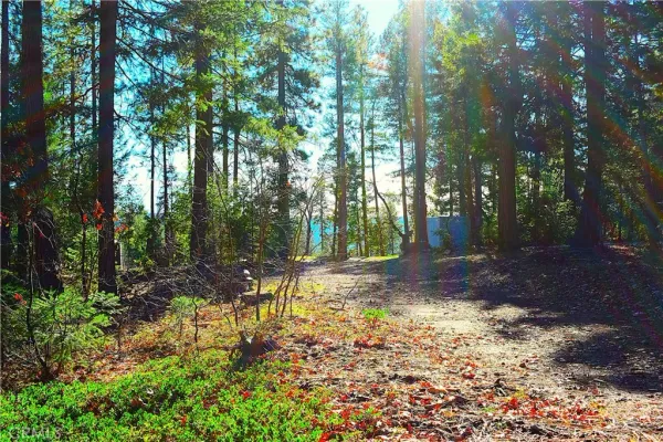a view of a yard with plants and trees