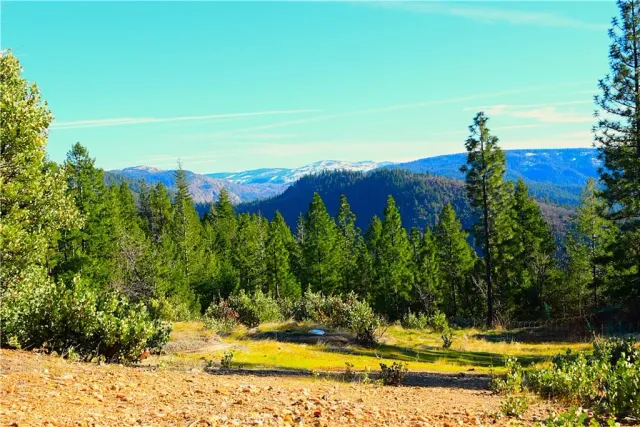 a view of a pathway with a tree