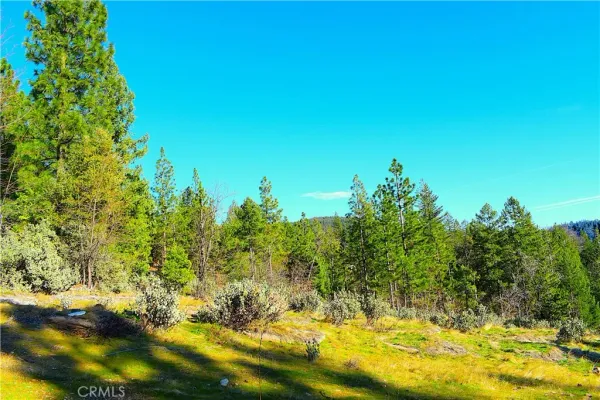 a view of a yard with plants and large trees