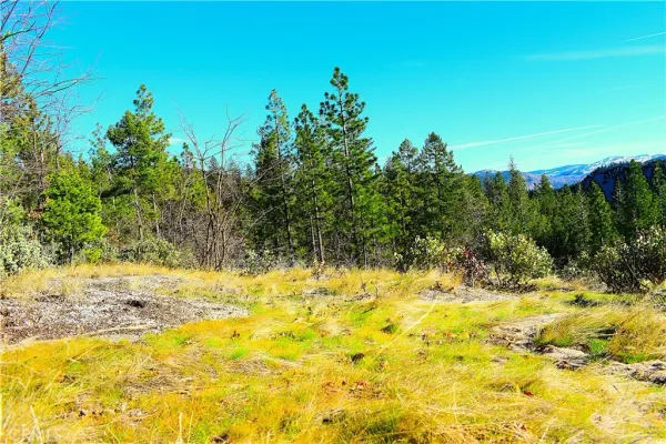 a view of a yard with plants and large trees