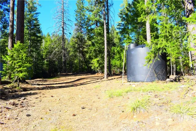 a view of a yard with plants and trees