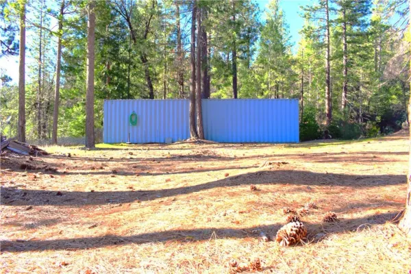 a view of a yard with plants and large trees