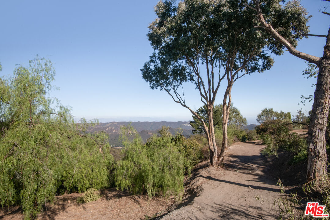 21839 Saddle Peak Road Topanga, CA 90290 - Photo 62 of 72 a view of a forest with trees in front of it