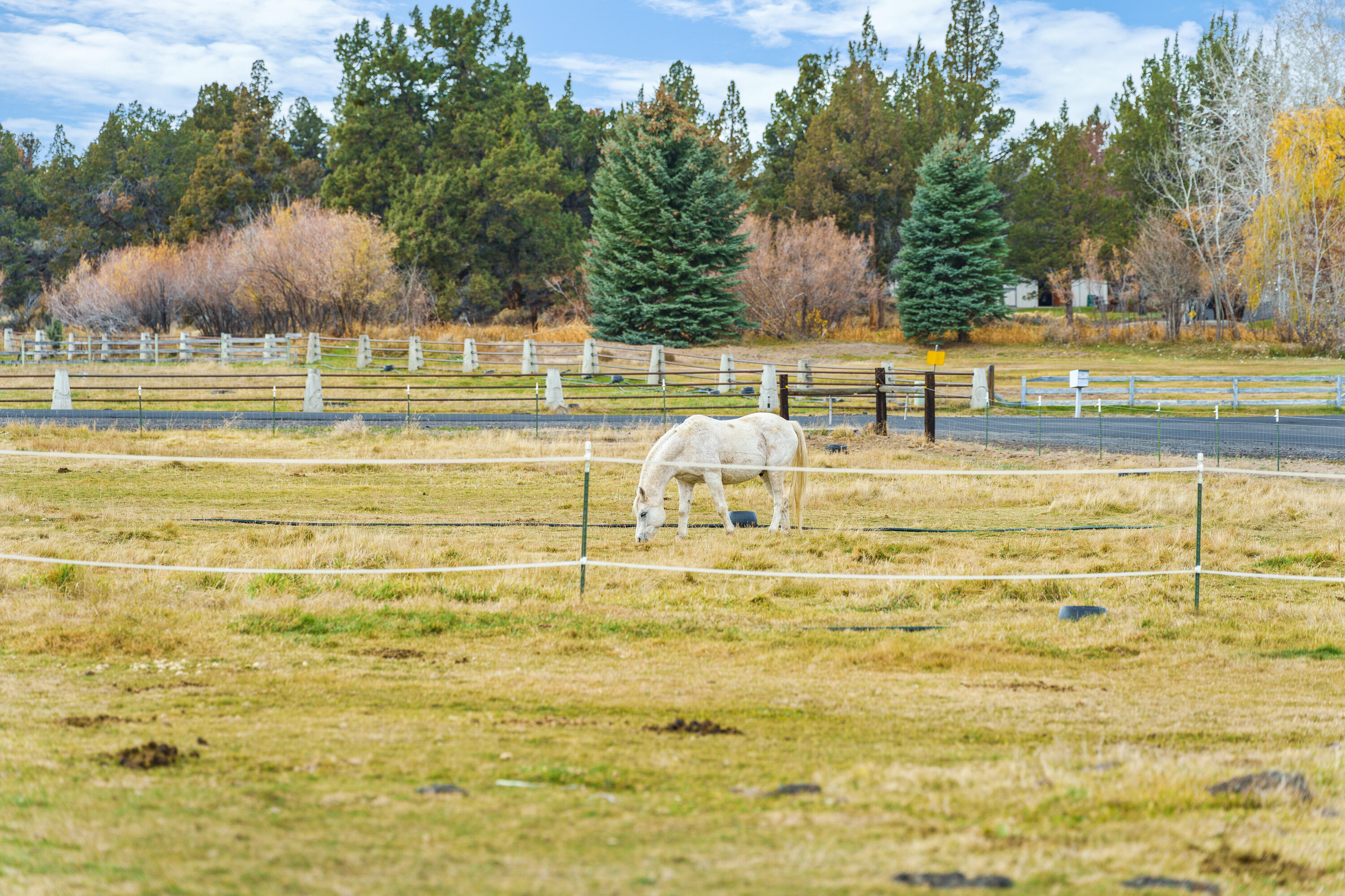 62118 Cody Jr Road Bend, OR 97701 - Photo 42 of 42 Horse in pasture 2
