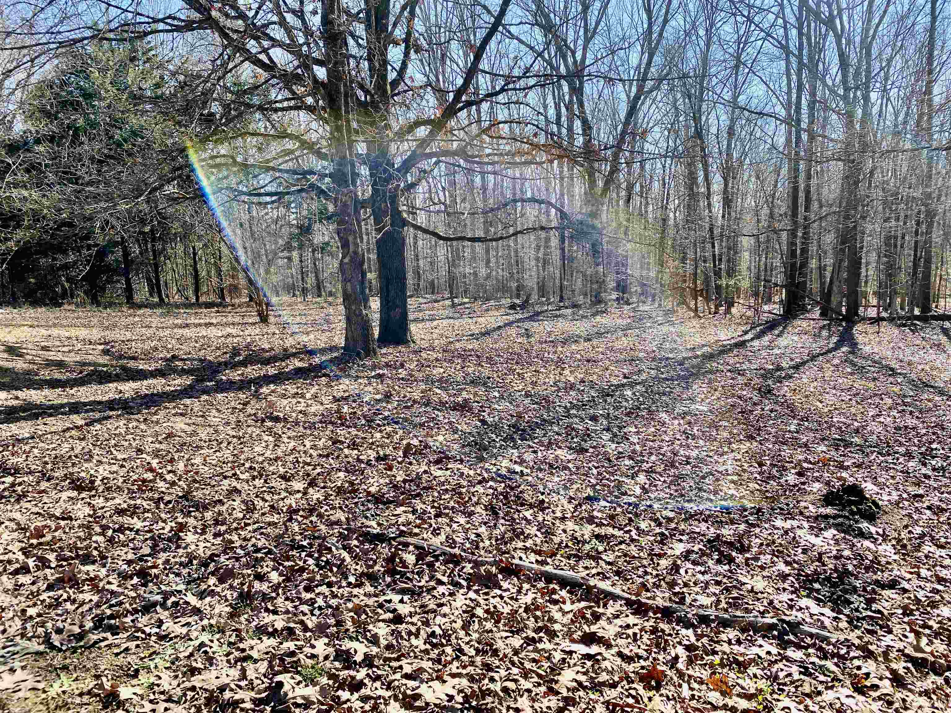 465 Post Office Road Michie, TN 38357 - Photo 11 of 11 View of Back Yard
