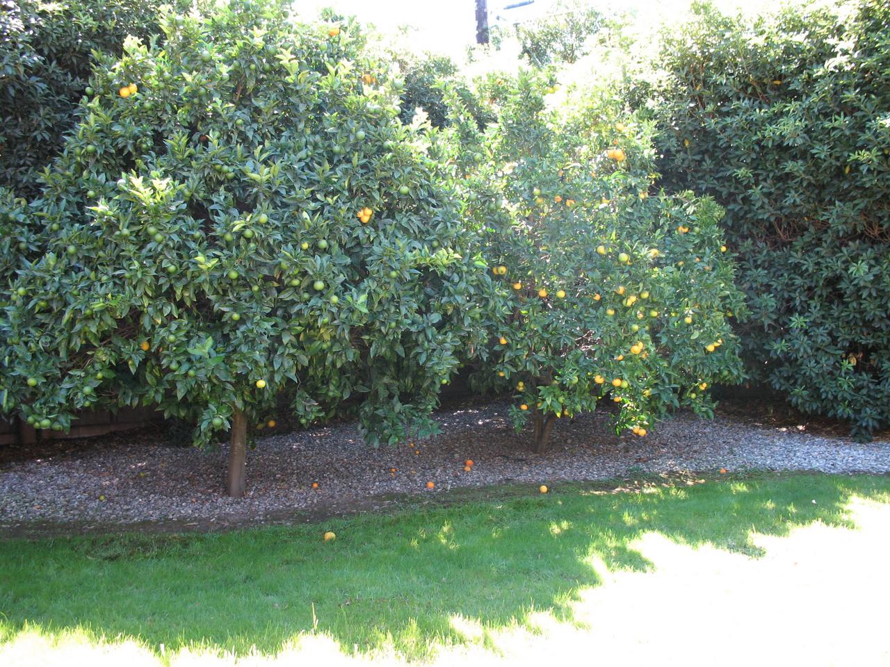 951 North San Marcos Road Santa Barbara, CA 93111 - Photo 3 of 3 Tree