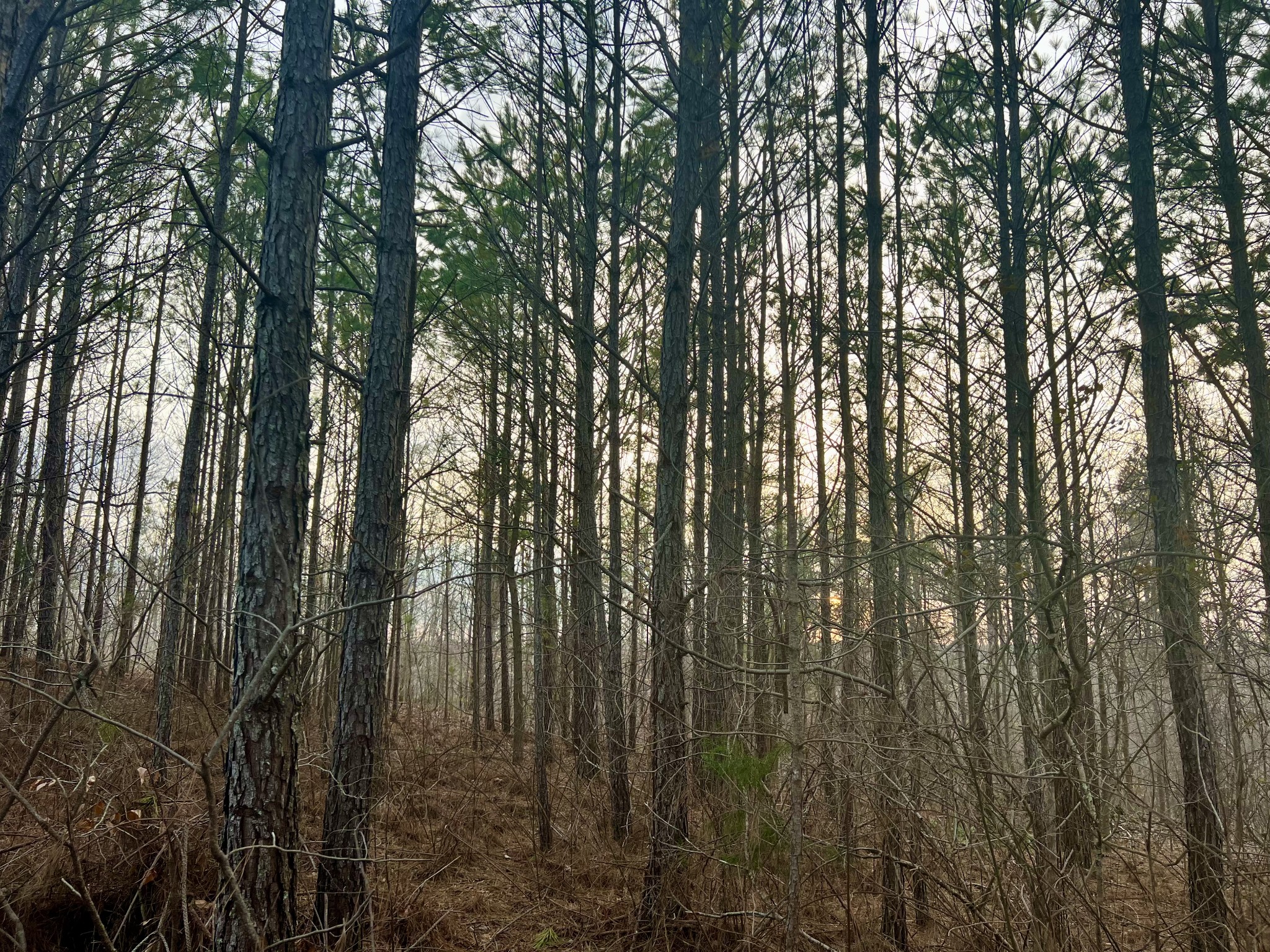 0 Hurst Road Henderson, TN 38340 - Photo 3 of 14 a view of forest