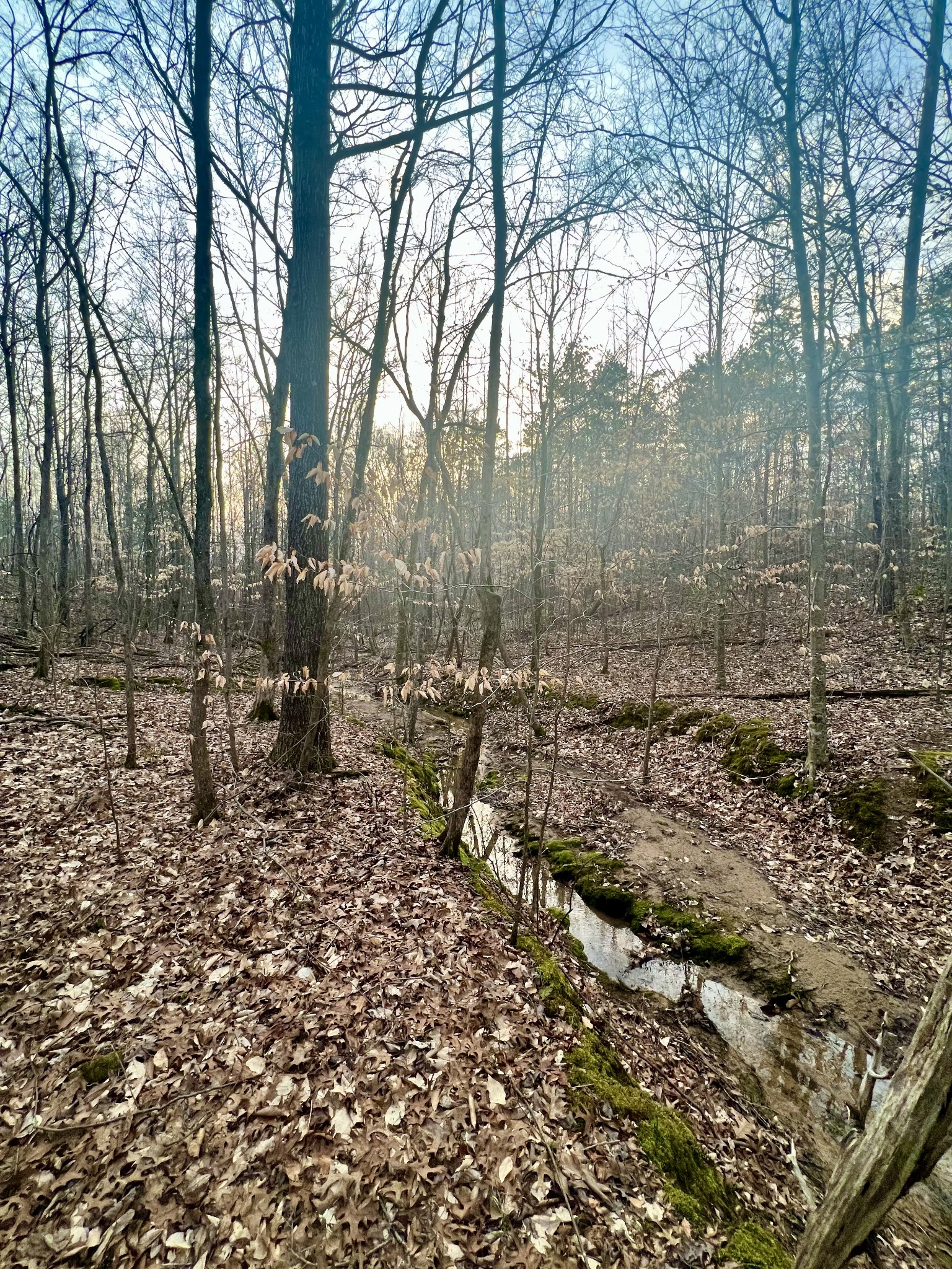 0 Hurst Road Henderson, TN 38340 - Photo 7 of 14 a view of a forest filled with trees
