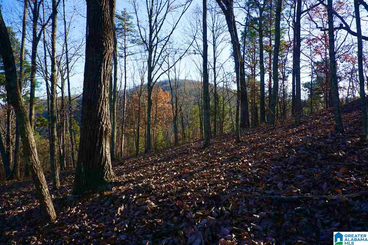 0 Whites Gap Road Jacksonville, AL 36265 - Photo 3 of 31