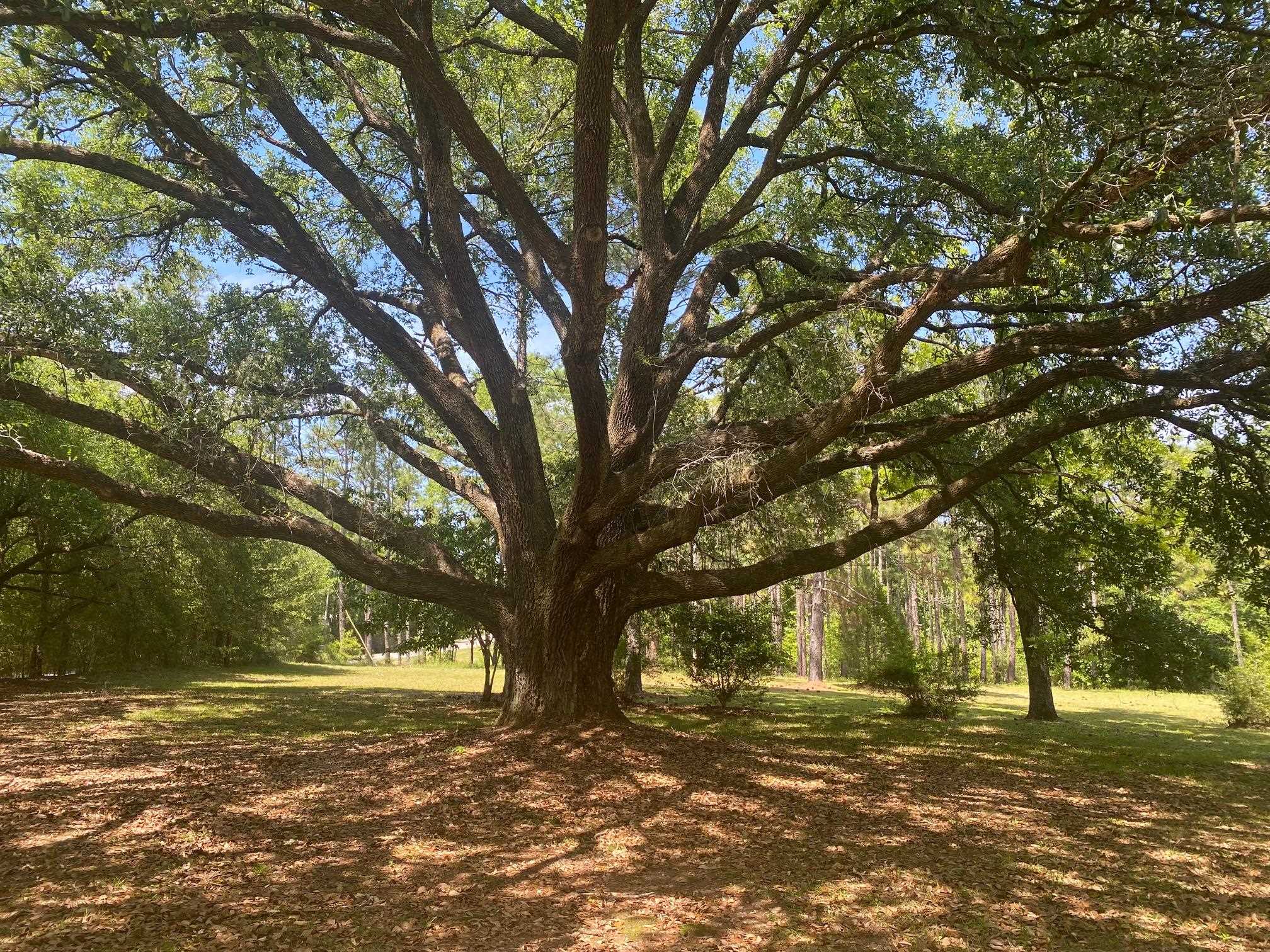51012 Rabun Road Bay Minette, AL 36507 - Photo 5 of 7