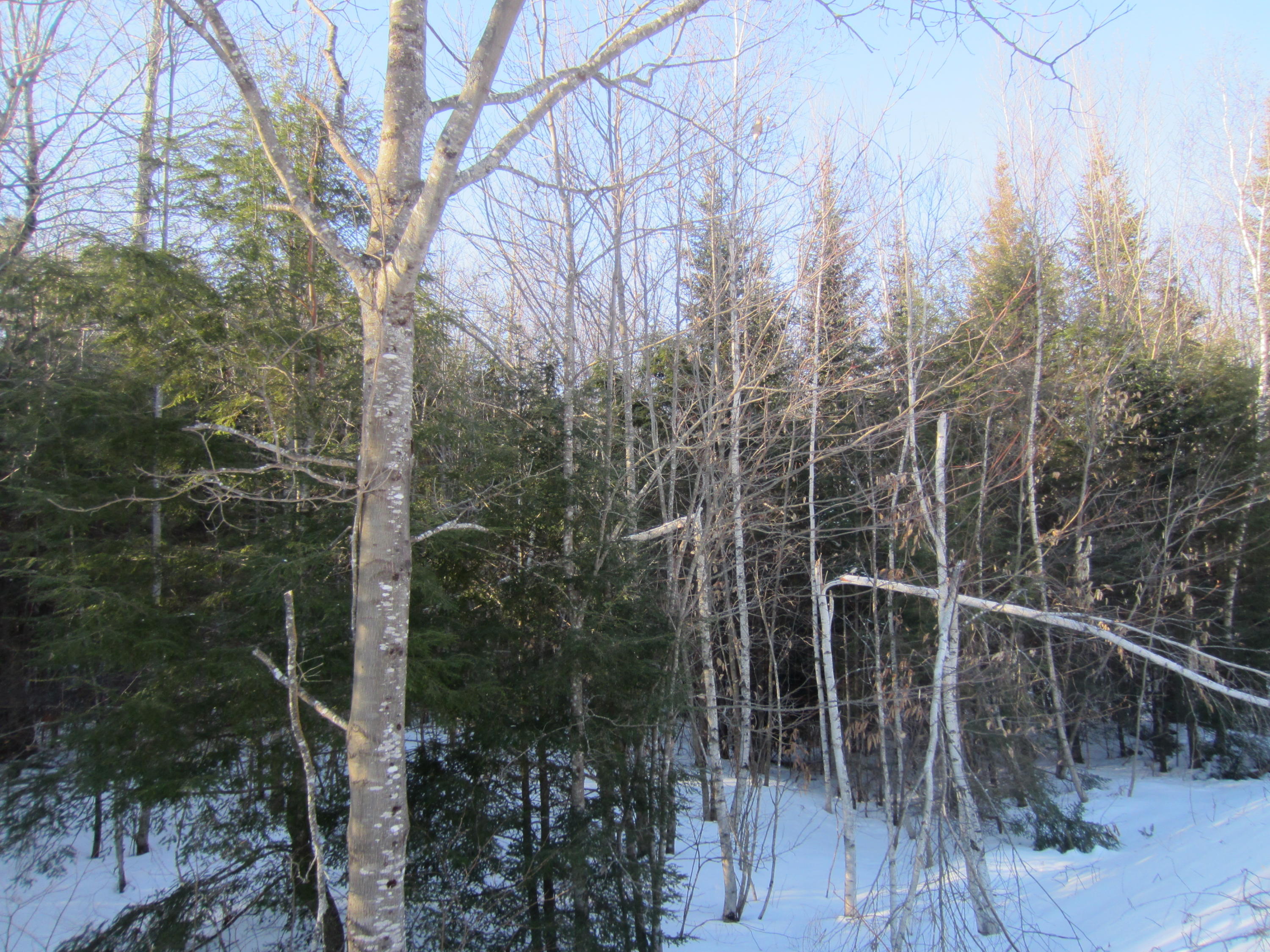 0 Wagg Road Bowdoin, ME 04287 - Photo 4 of 8 IMG_4784