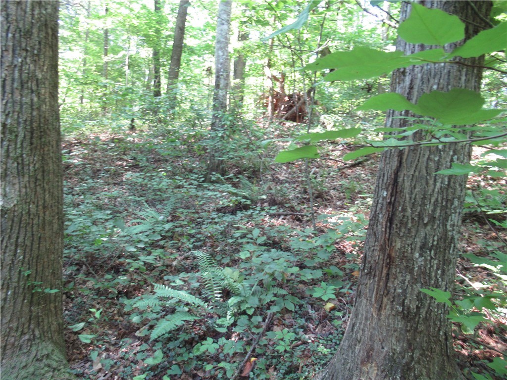 0 Gauley Falls Road Pickens, SC 29671 - Photo 10 of 35