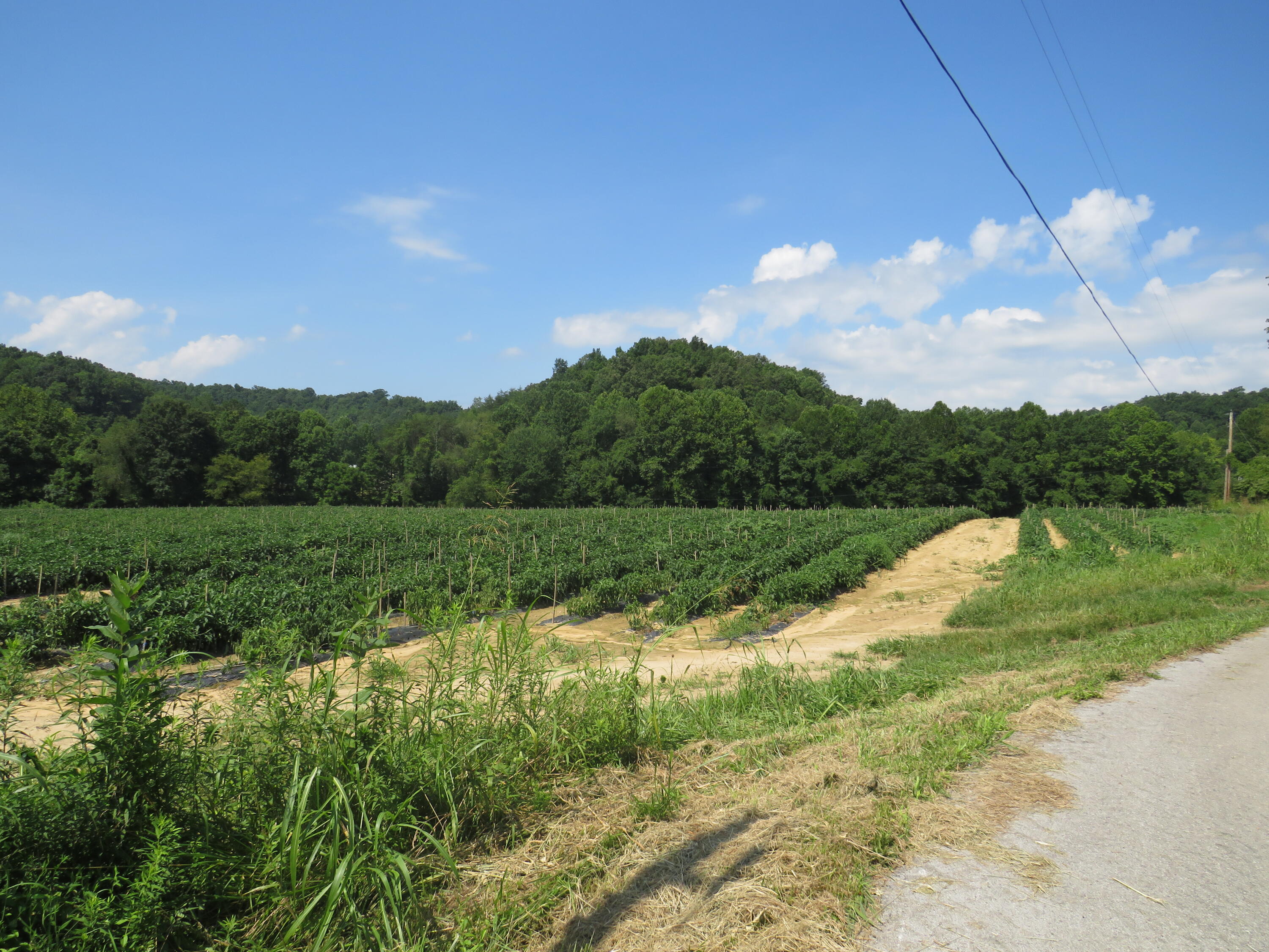 504 Nantz Road London, KY 40741 - Photo 21 of 60 IMG_5033