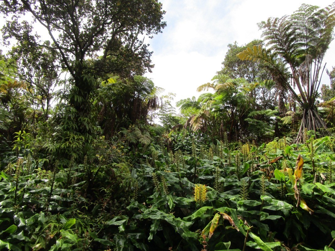 137 Kalaninauli Road Volcano, HI 96785 - Photo 1 of 3 Gallery Image 1