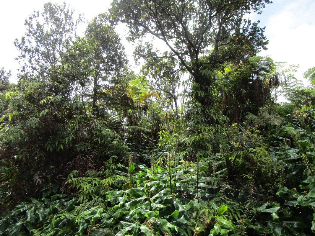 137 Kalaninauli Road Volcano, HI 96785 - Photo 2 of 3 Gallery Image 2