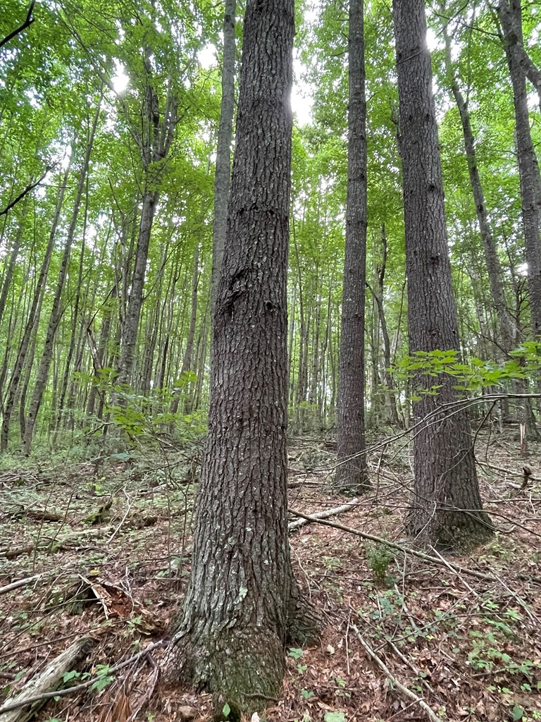 . Hemlock Ridge Road Hillsville, VA 24343 - Photo 13 of 17 Gallery Image 13