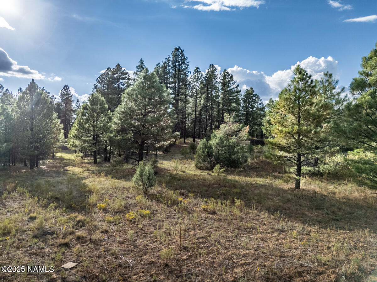 129 North Spitz Spring Road Parks, AZ 86018 - Photo 58 of 59 a view of a forest filled with trees