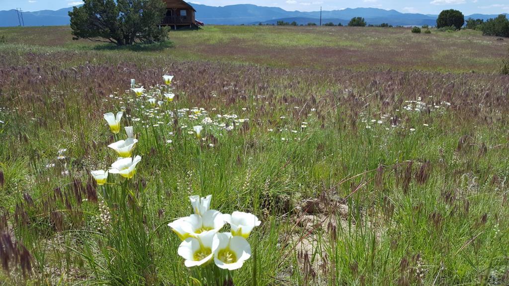 9640 Canyon Point Drive Rye, CO 81069 - Photo 2 of 32