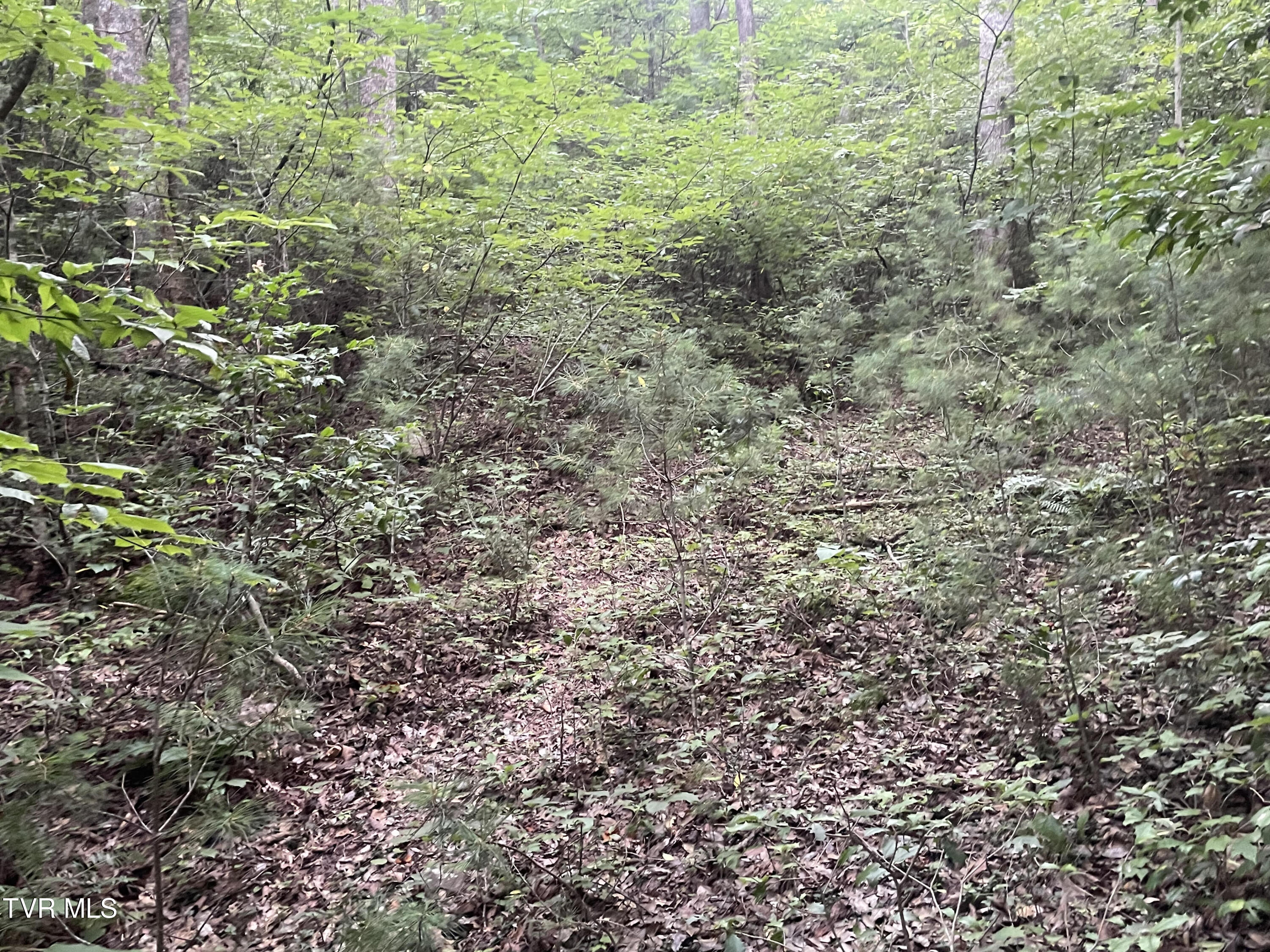 172 Carl Taylor Road Elizabethton, TN 37643 - Photo 2 of 4 Carl Taylor 2