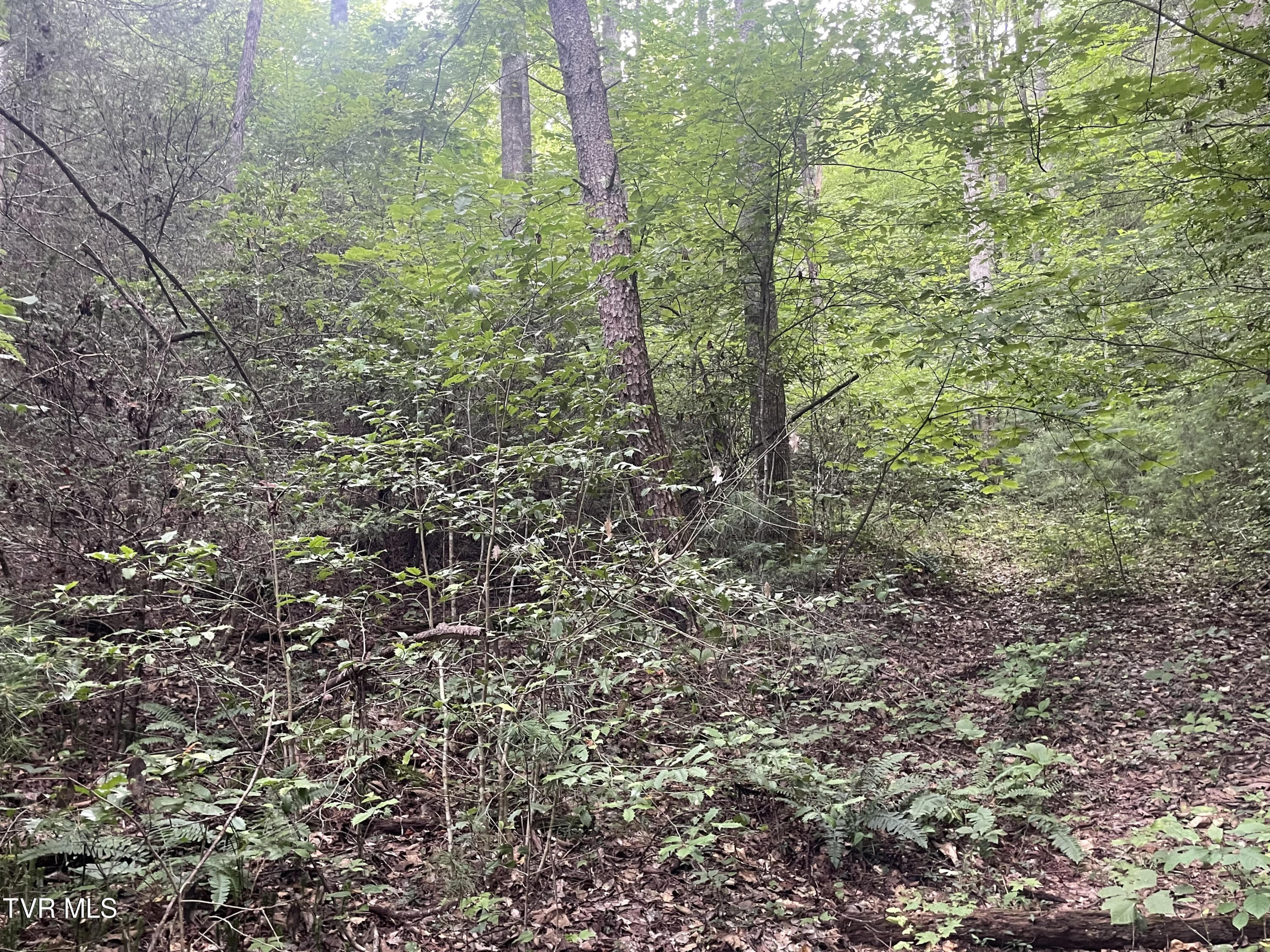 172 Carl Taylor Road Elizabethton, TN 37643 - Photo 3 of 4 Carl Taylor 3